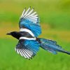 Black Billed Magpie Wings Diamond Painting