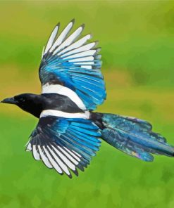 Black Billed Magpie Wings Diamond Painting