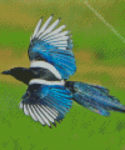 Black Billed Magpie Wings Diamond Painting