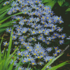 Blue Daisies Flowers Diamond Painting