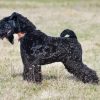 Kerry Blue Terrier In Field Diamond Painting