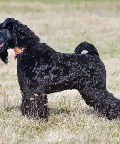 Kerry Blue Terrier In Field Diamond Painting