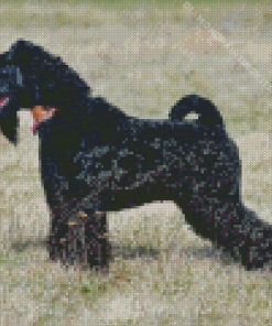 Kerry Blue Terrier In Field Diamond Painting