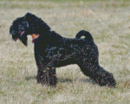 Kerry Blue Terrier In Field Diamond Painting