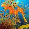 Leafy Seadragon Diamond Painting