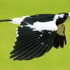 Magpie Lark Flying Bird Diamond Painting