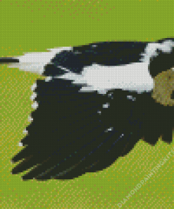 Magpie Lark Flying Bird Diamond Painting