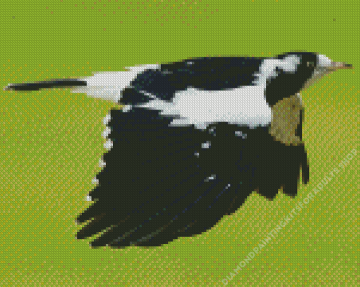 Magpie Lark Flying Bird Diamond Painting