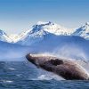 Orca In Glacier Bay National Park Diamond Painting