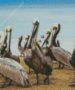 Pelicans Birds At The beach Diamond Painting