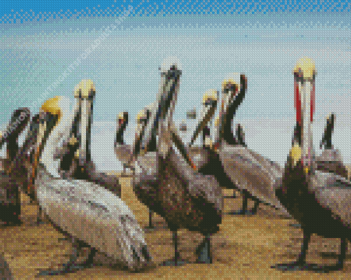 Pelicans Birds At The beach Diamond Painting