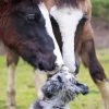 Shepherd And Horses Diamond Painting