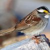 Throated Sparrow Bird Diamond Painting