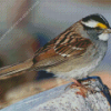 Throated Sparrow Bird Diamond Painting