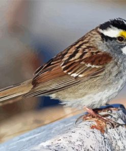 Throated Sparrow Bird Diamond Painting