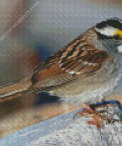 Throated Sparrow Bird Diamond Painting