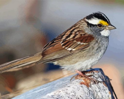 Throated Sparrow Bird Diamond Painting