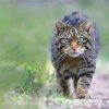 Adorable Scottish Wildcat Diamond Painting