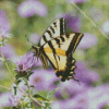 Beautiful Tiger Swallowtail Diamond Painting