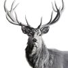 Black And White Highland Stag Diamond Painting