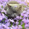 Cat Sleeping In Purple Flowers Field Diamond Painting