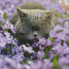 Cat Sleeping In Purple Flowers Field Diamond Painting