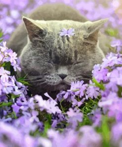 Cat Sleeping In Purple Flowers Field Diamond Painting