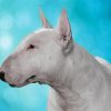 Cute White Bull Terrier Diamond Painting