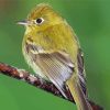 Green Tyrant Flycatchers Diamond Painting