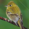 Green Tyrant Flycatchers Diamond Painting