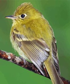 Green Tyrant Flycatchers Diamond Painting