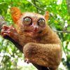 Tarsier On Branch Diamond Painting