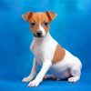 Toy Fox Terrier Puppy Diamond Painting