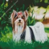 Biewer Terrier Diamond Painting