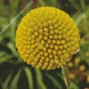 Billy Buttons Diamond Painting