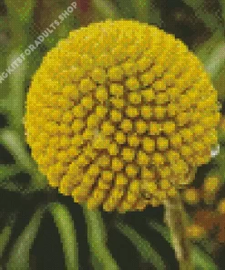 Billy Buttons Diamond Painting