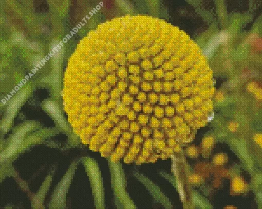 Billy Buttons Diamond Painting