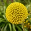 Billy Buttons Diamond Painting