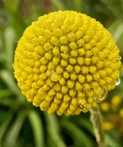 Billy Buttons Diamond Painting