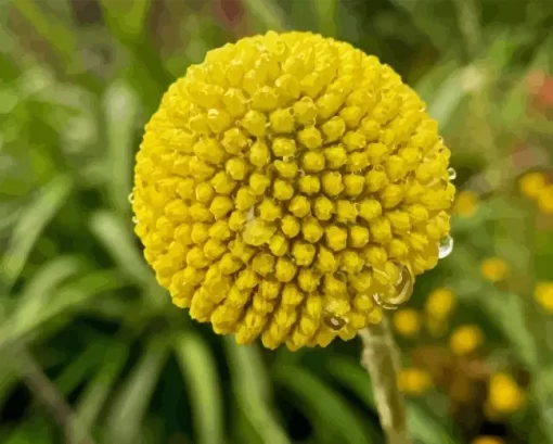 Billy Buttons Diamond Painting