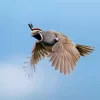 California Quail Diamond Painting