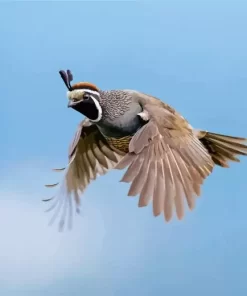 California Quail Diamond Painting