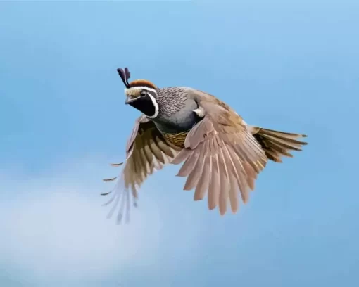 California Quail Diamond Painting