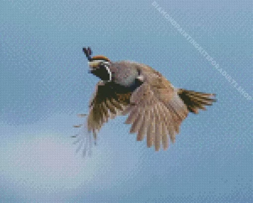 California Quail Diamond Painting