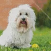 Coton Tulear Diamond Painting