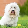 Coton Tulear Diamond Painting