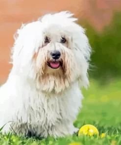 Coton Tulear Diamond Painting