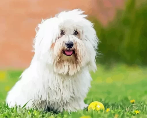 Coton Tulear Diamond Painting