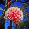 Hakea Plant Diamond Painting