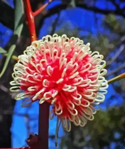 Hakea Plant Diamond Painting